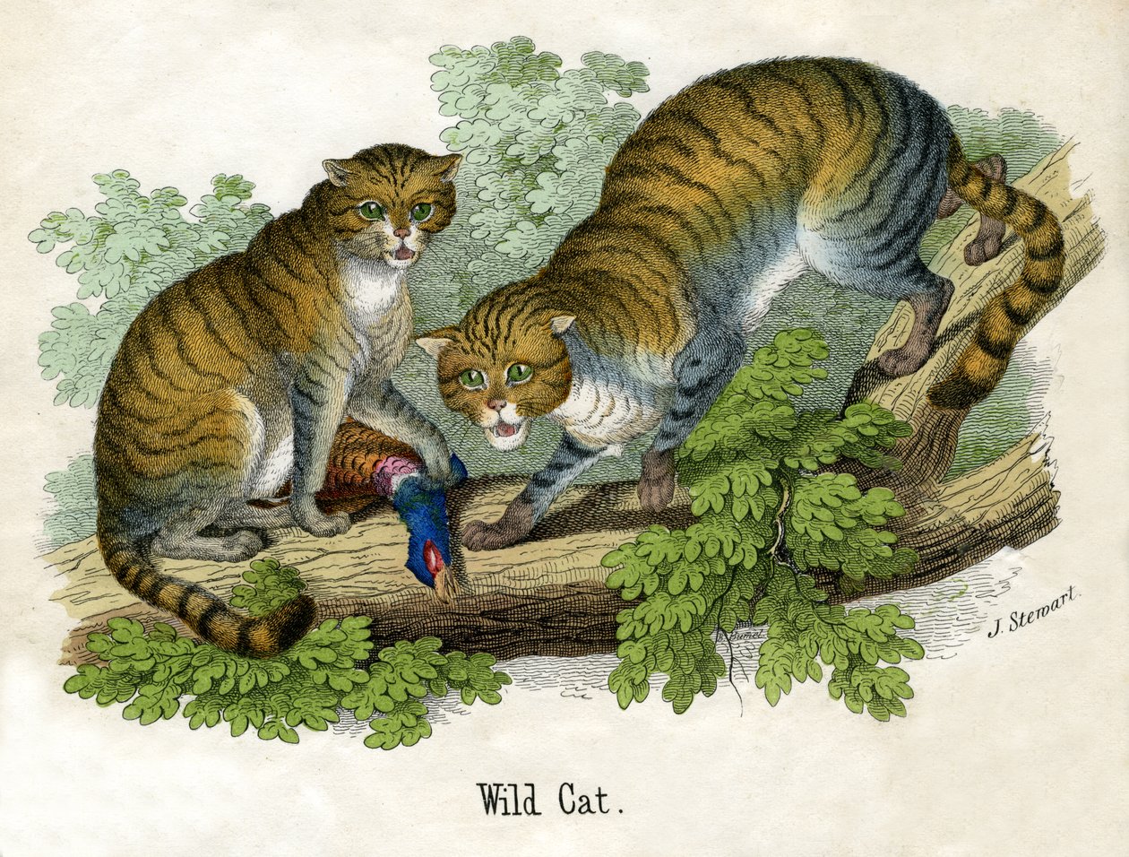 Antikt trykk av to Bobcats av Scottish School