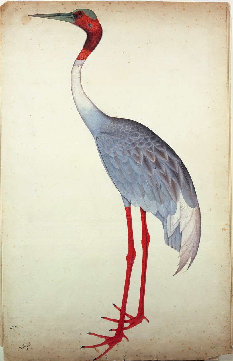 Sarus Crane, malt for Lady Impey i Calcutta, ca. 1780 av Shaikh Zain ud Din