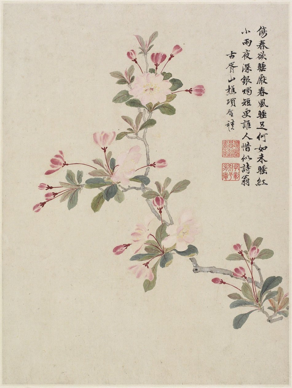 Krabbe-epleblomst fra et blomsteralbum med ti blader, 1656 (blekk og farge på papir) av Shengmo Xiang