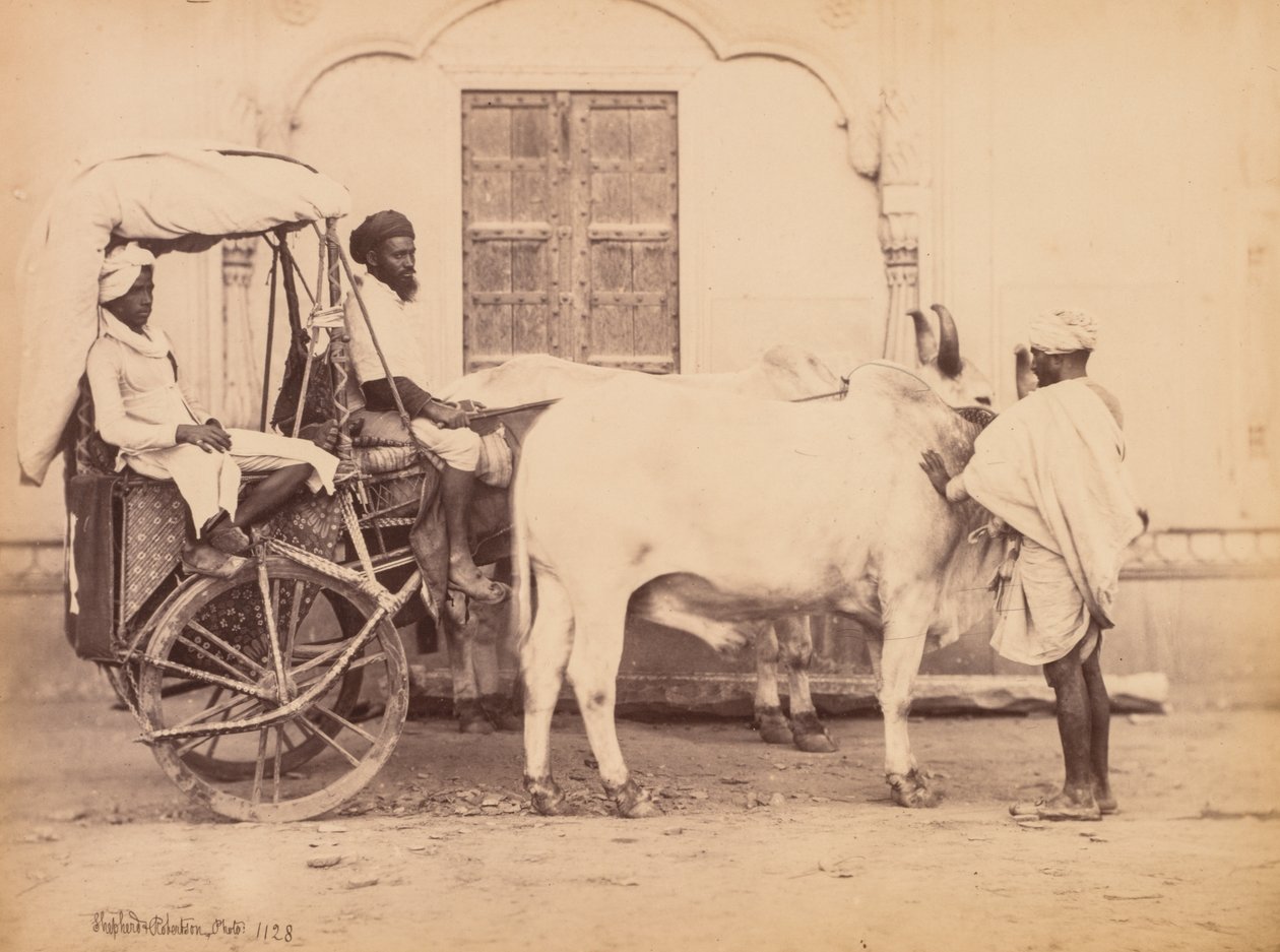 Oksevogn, Delhi av Shepherd and Robertson