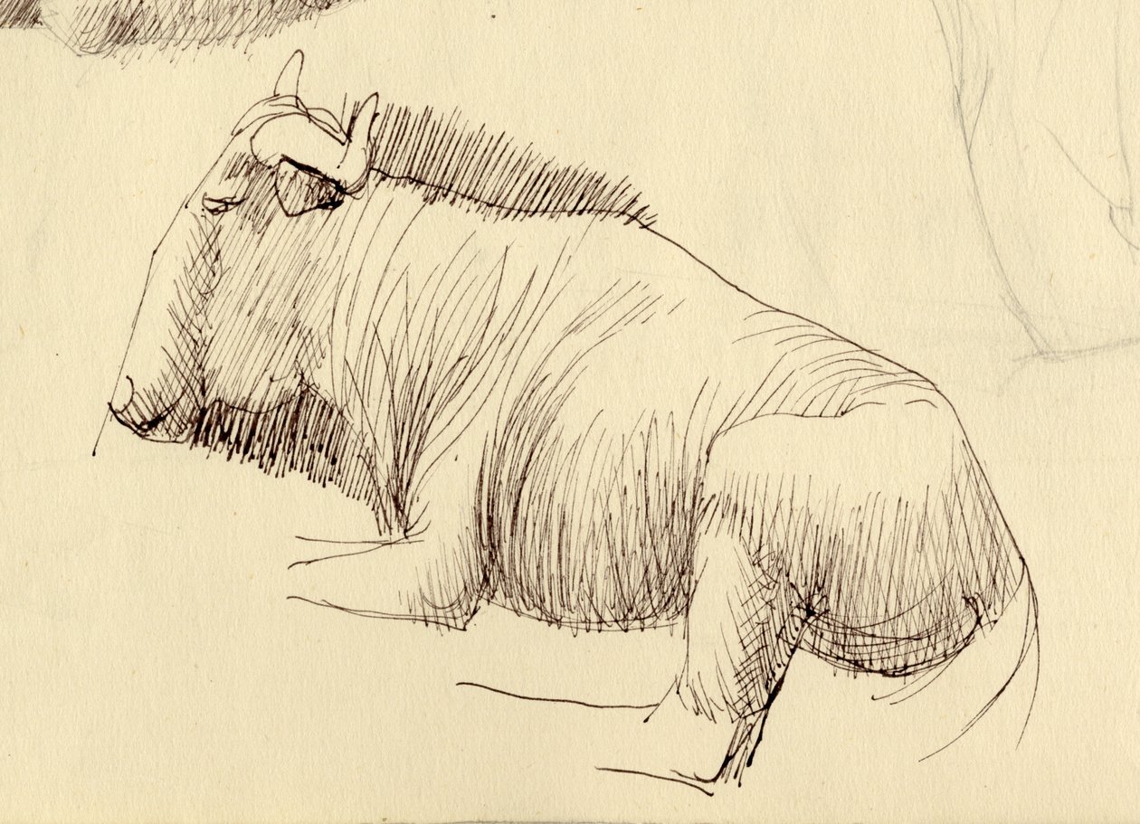 Gnu, c1951. av Shirley Markham