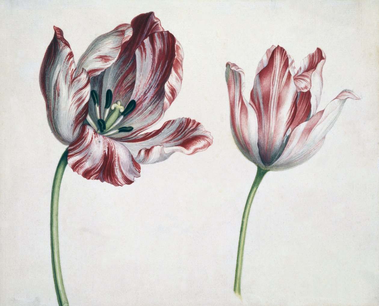 Tulipaner av Simon Peeterz Verelst