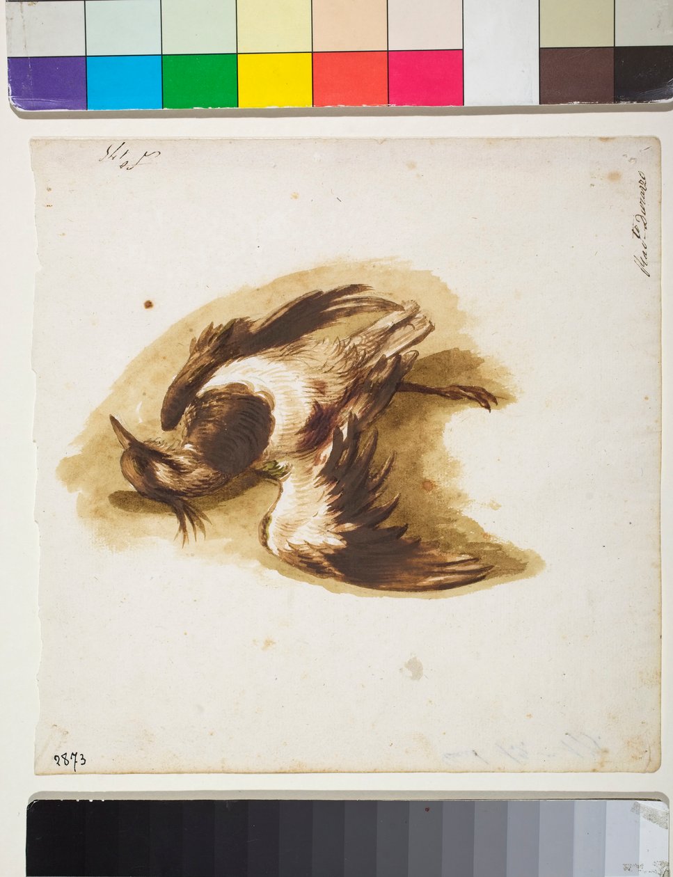 The Dead Lapwing (tegning) av Sinibaldo Scorza