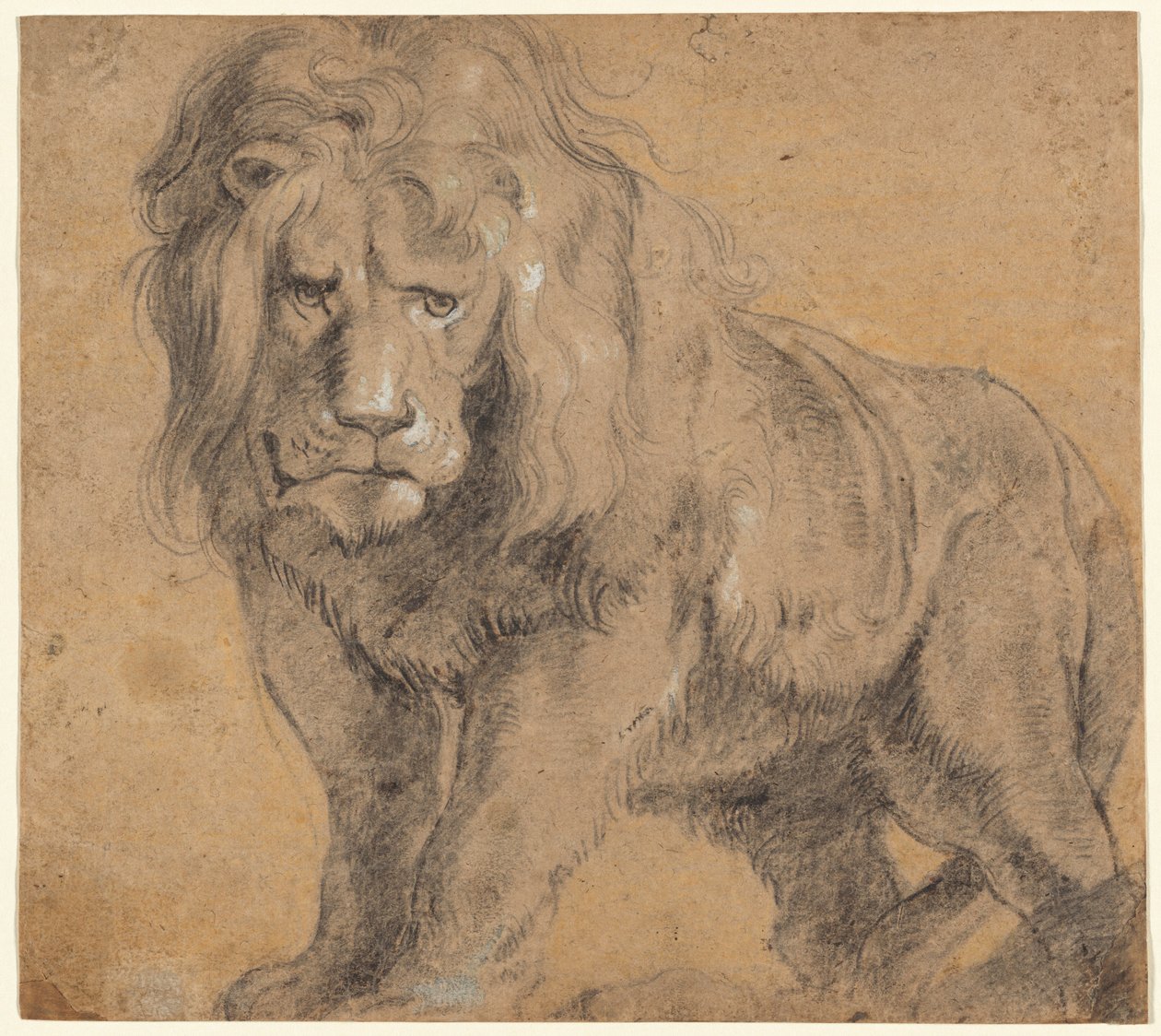 Løve av Sir Peter Paul Rubens