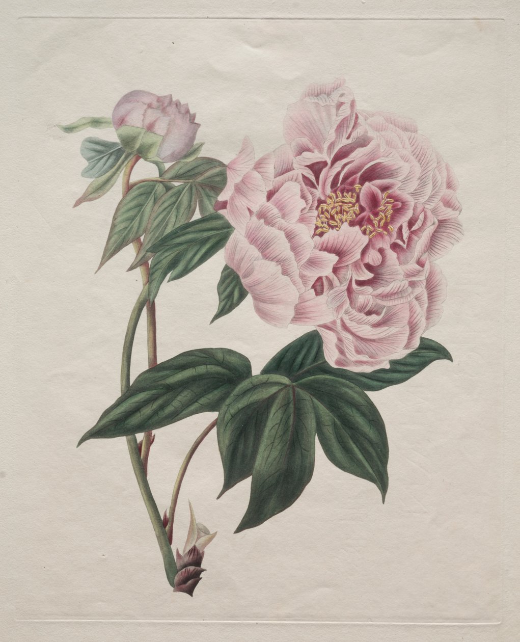 Kinesisk trepion (Paeonia suffruticosa) av Smith