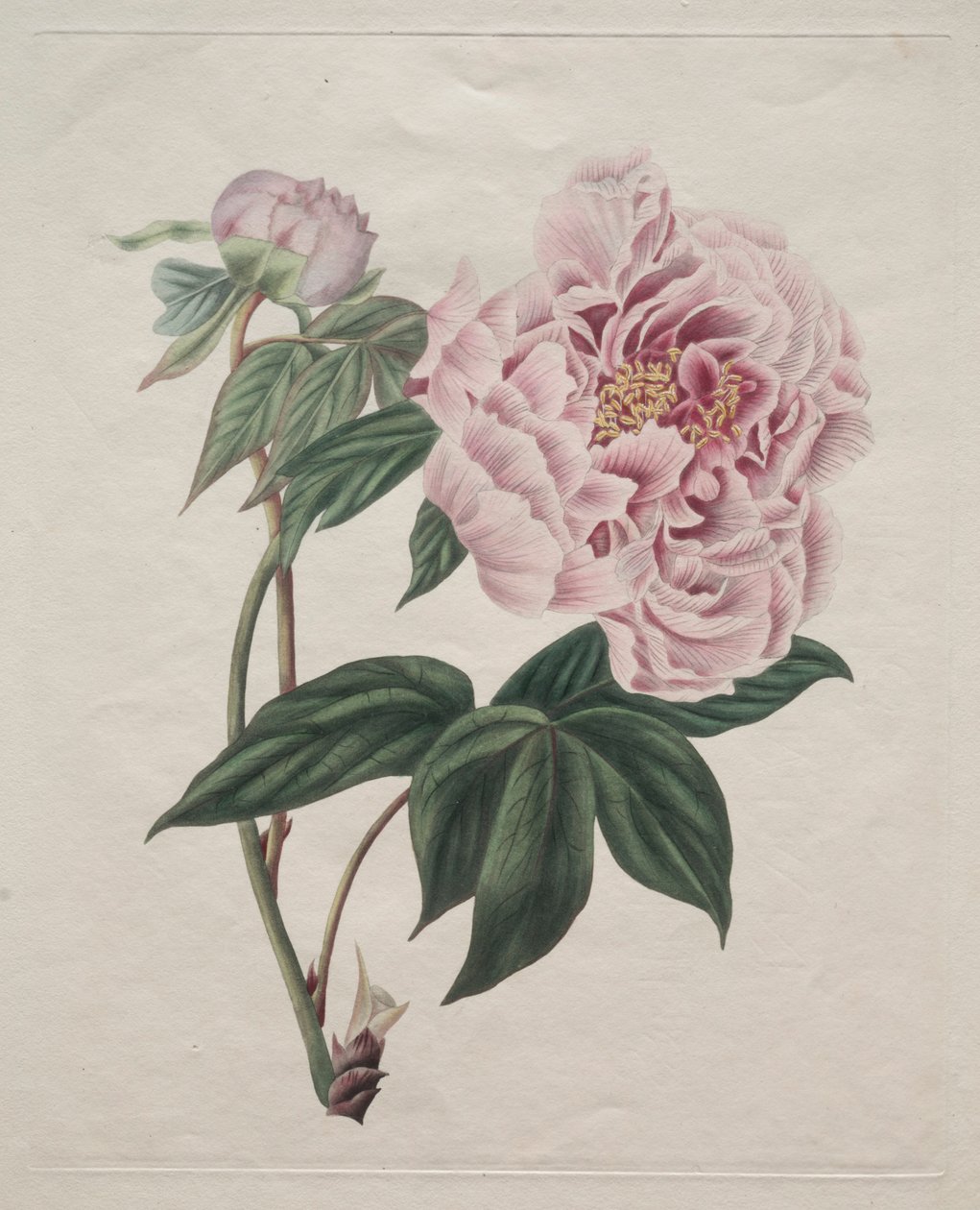 Kinesisk trepion Paeonia suffruticosa, ca. 1820. av Smith