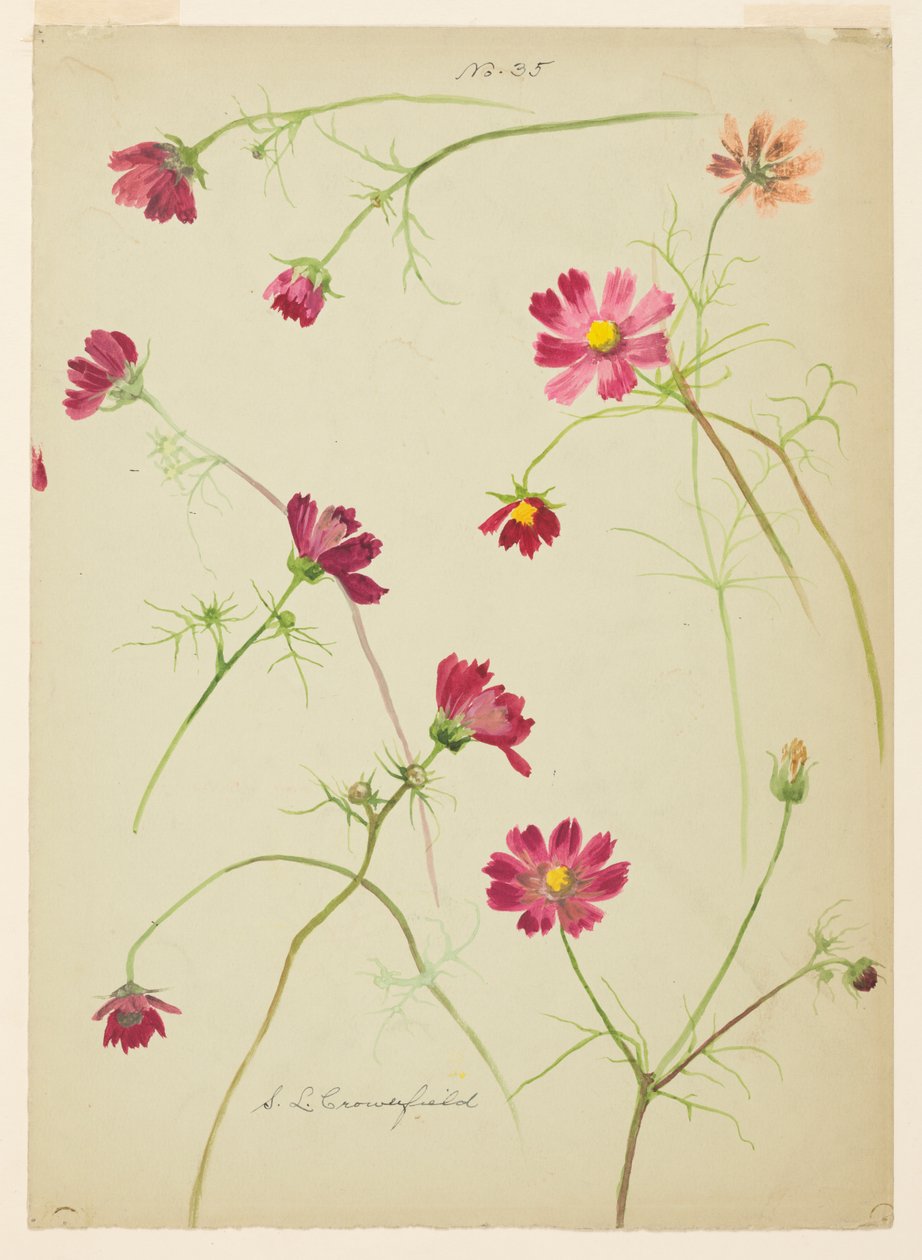 Studie av Cosmos av Sophia L. Crownfield
