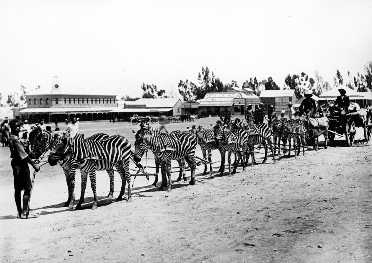 Zebra-trukket vogn, ca. 1890 av South African Photographer