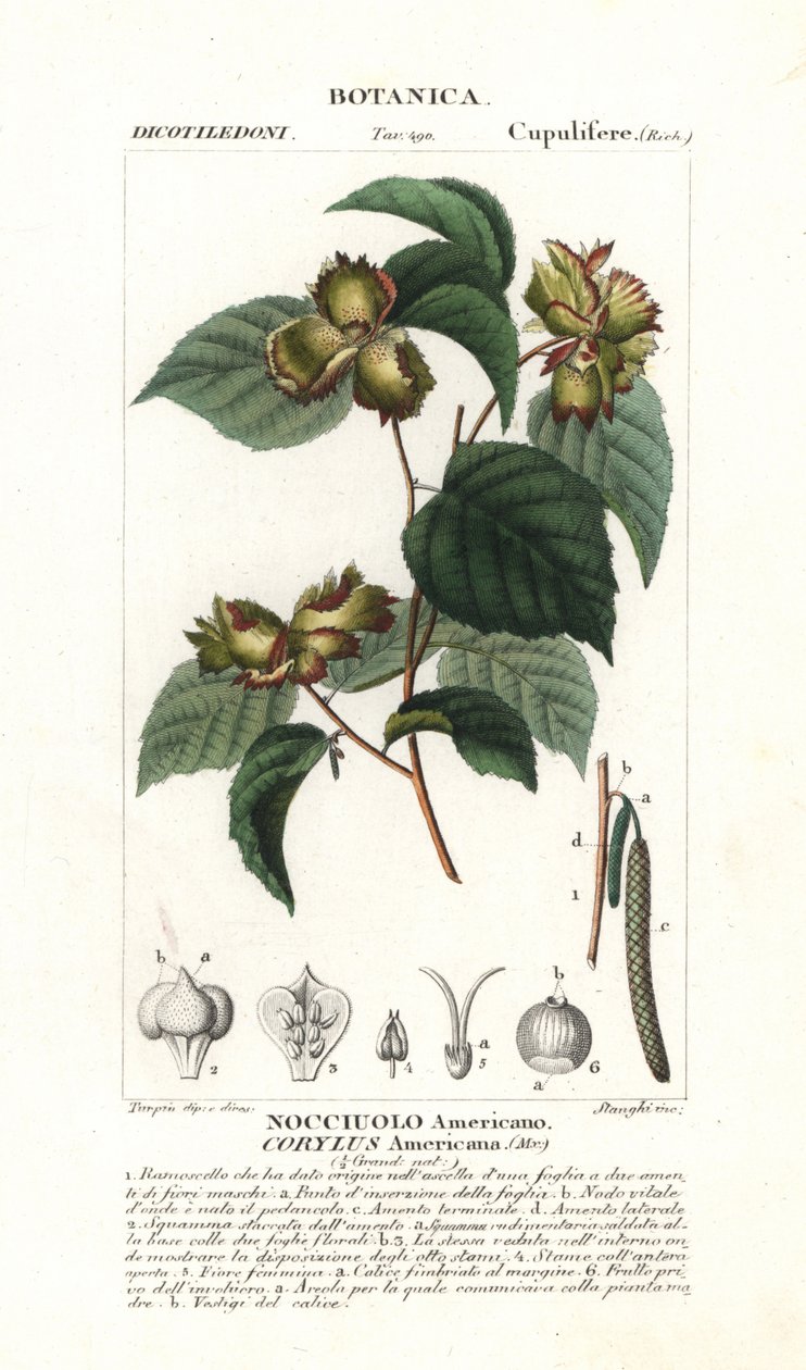 Amerikansk hasselnøtt, Corylus americana av Stanghi Stanghi