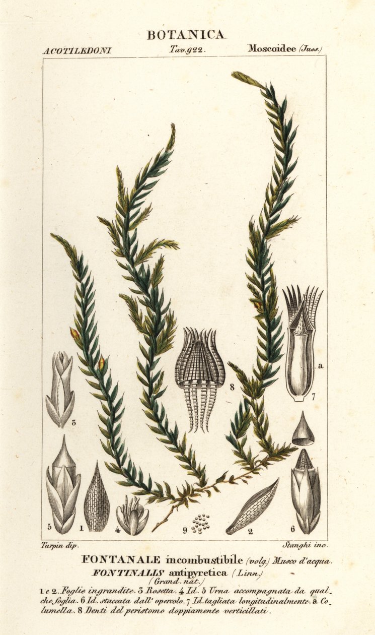Antifever fontinalis mose, Fontinalis antipyretica av Stanghi Stanghi