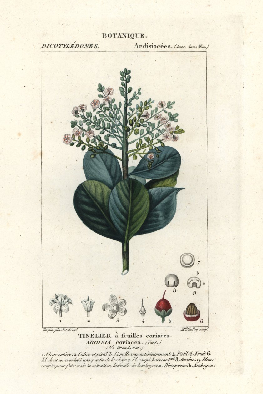 Biffved, Ardisia coriacea av Stanghi Stanghi