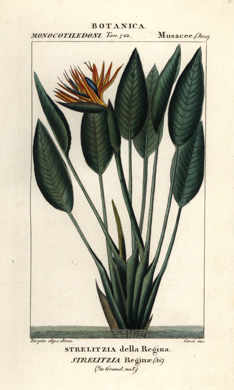 Paradisfuglen, Strelitzia reginae av Stanghi Stanghi