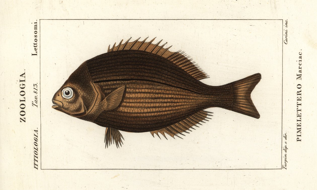 Messingfarge, Kyphosus vaigiensis av Stanghi Stanghi