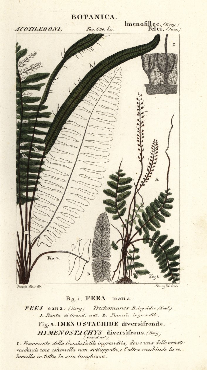 Bustbregne, Trichomanes botryoides av Stanghi Stanghi