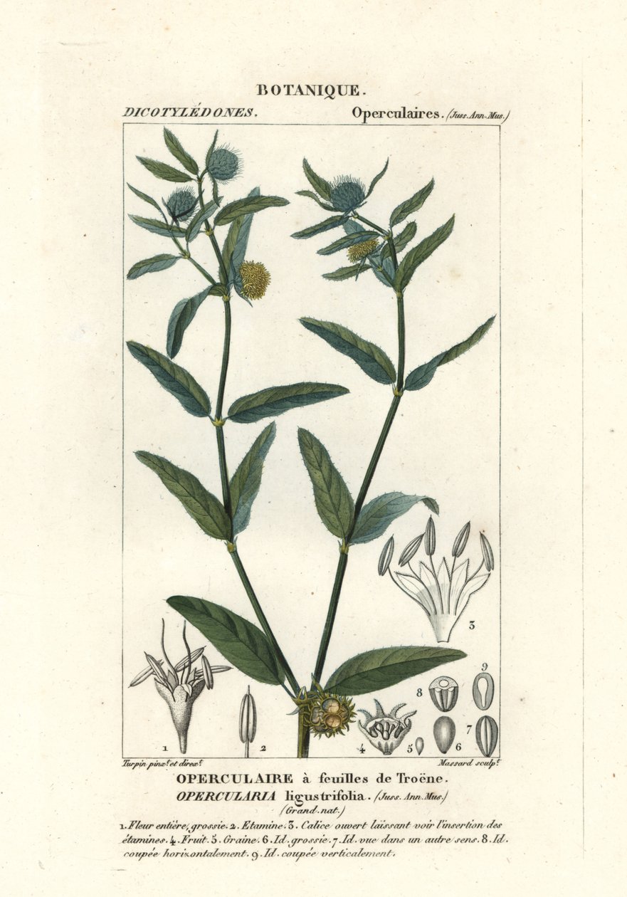 Grov stinkweed, Opercularia aspera av Stanghi Stanghi