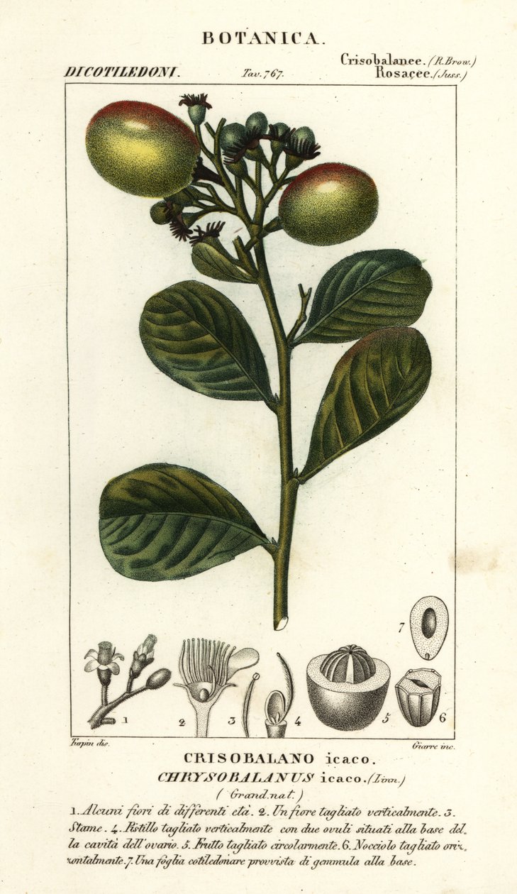 Cocoplum, Chrysobalanus icaco av Stanghi Stanghi