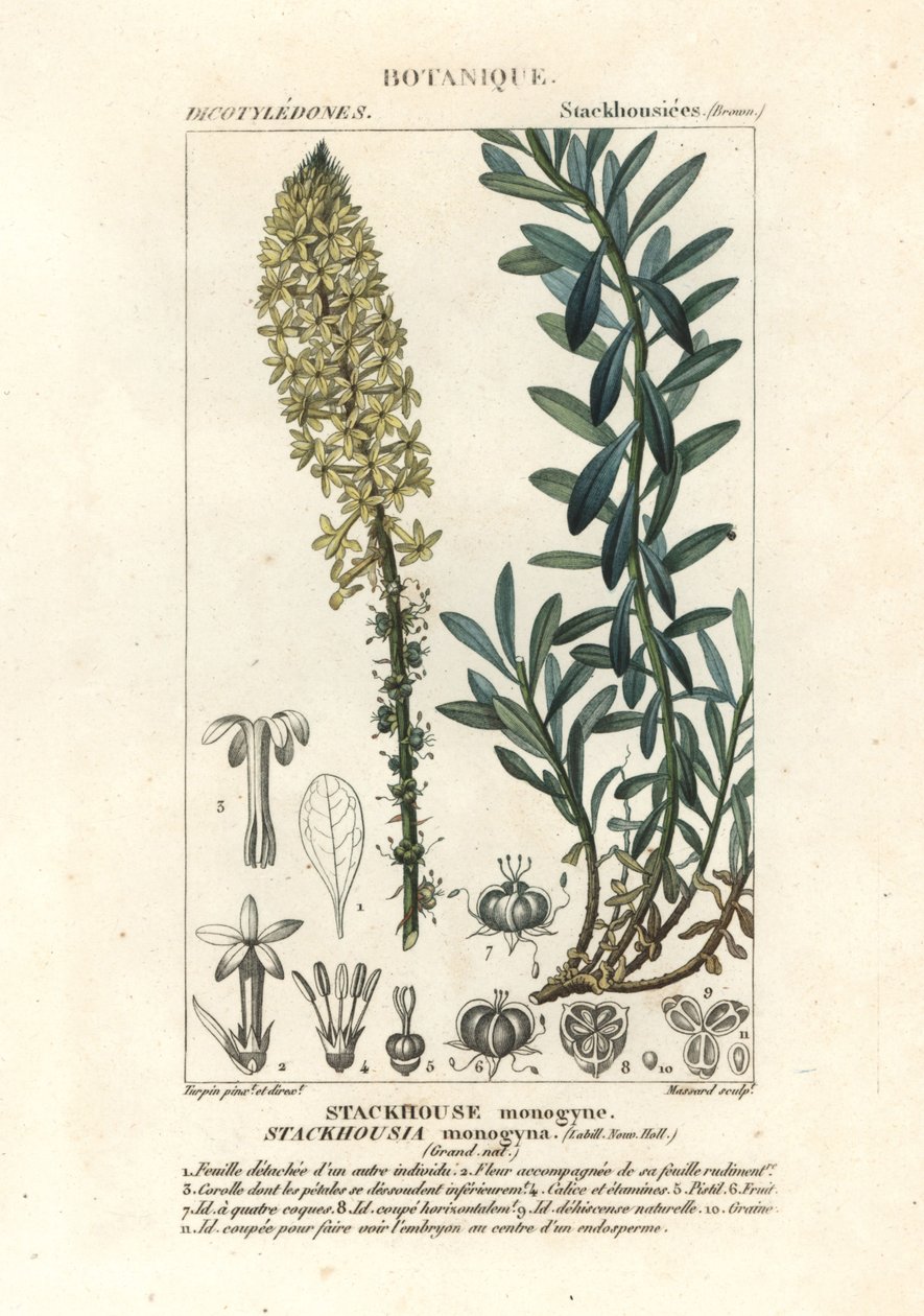 Kremet stearinlys, Stackhousia monogyna av Stanghi Stanghi