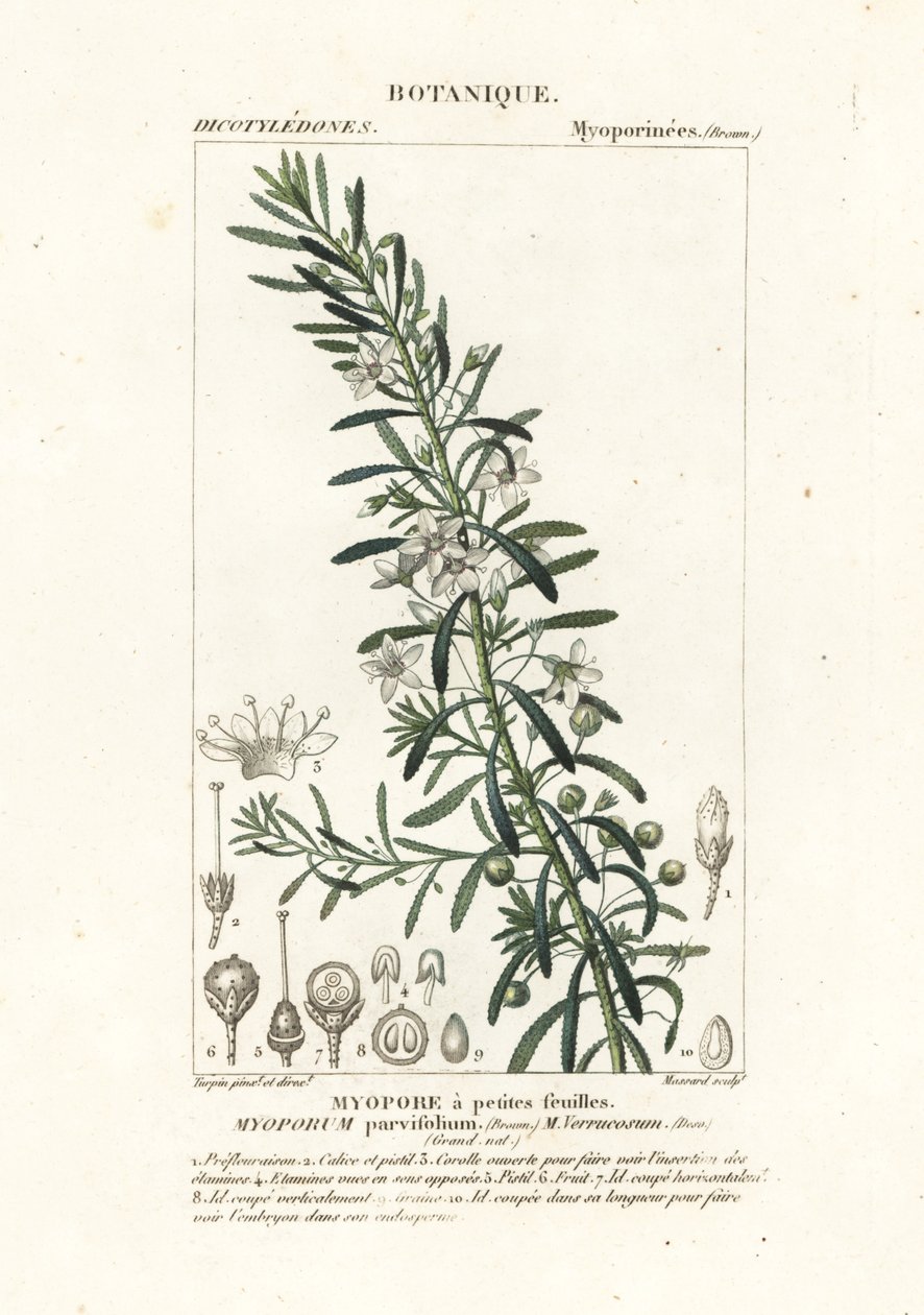 Krypende boobialla, Myoporum parvifolium av Stanghi Stanghi