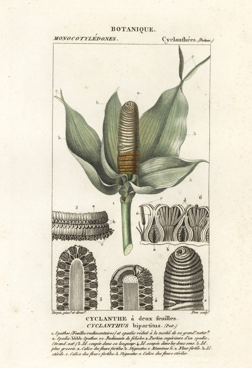 Cyclanthus bipartitus av Stanghi Stanghi