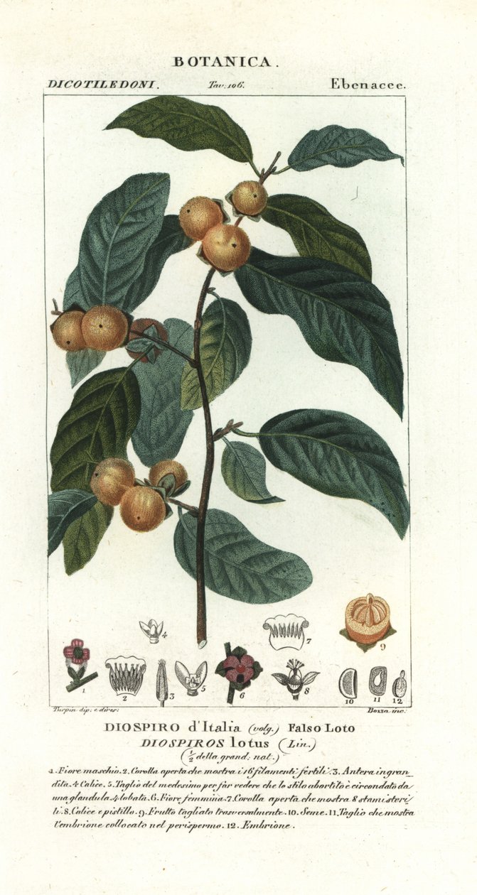 Daddelplomme, Diospyros lotus av Stanghi Stanghi
