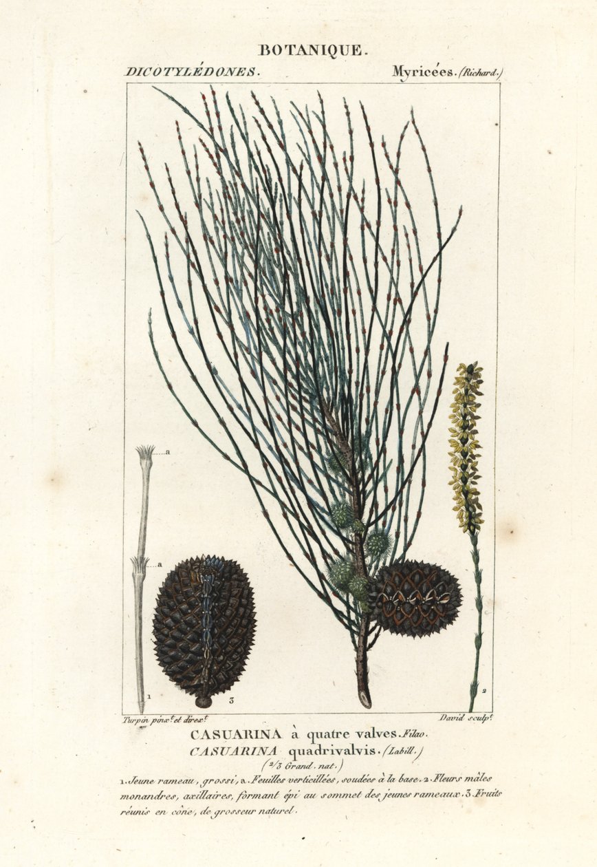 Hengende sheoak, Allocasuarina verticillata av Stanghi Stanghi
