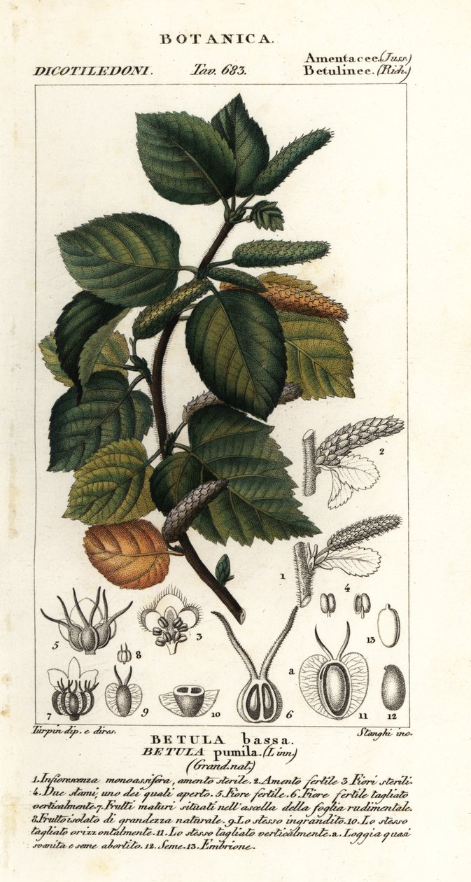 Dvergbjørk, Betula pumila av Stanghi Stanghi