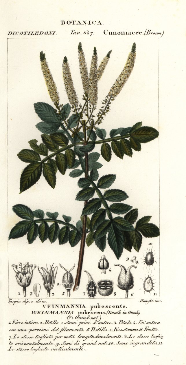 Encenillo, Weinmannia pubescens av Stanghi Stanghi