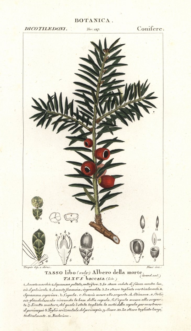 Europeisk barlind, Taxus baccata av Stanghi Stanghi