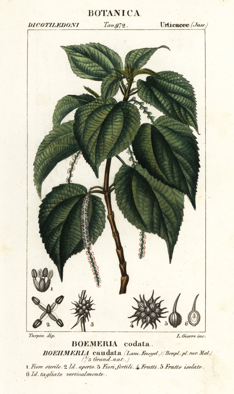 Falsk brennesle, Boehmeria caudata av Stanghi Stanghi