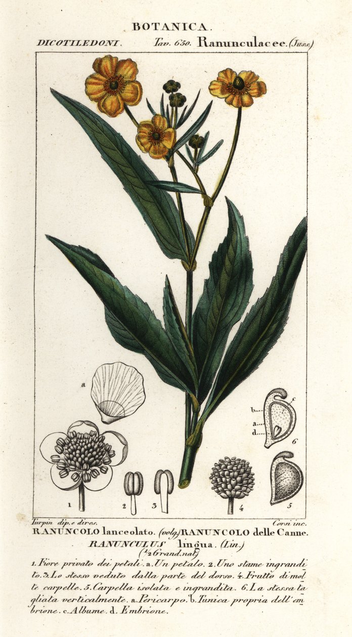 Store spydtort, Ranunculus lingua av Stanghi Stanghi