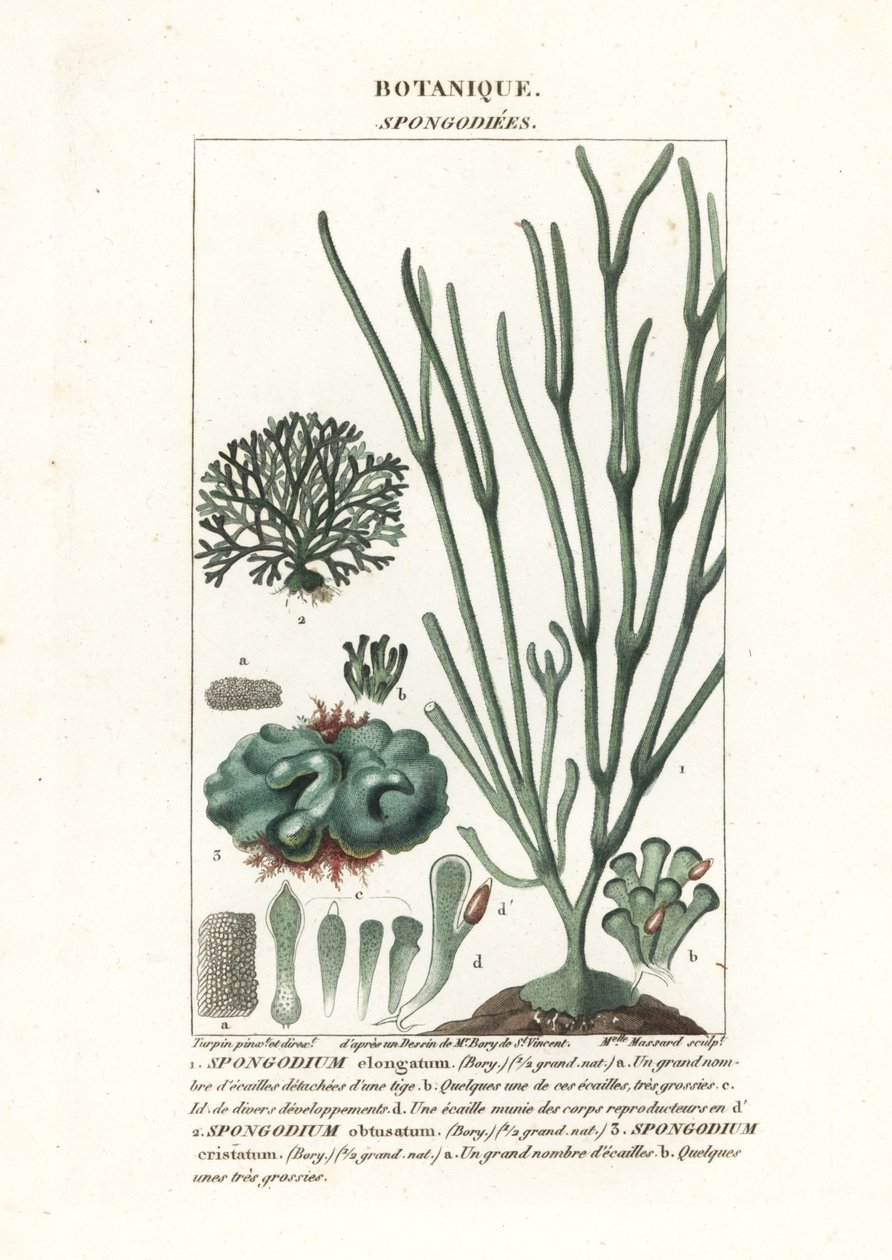 Grønnalge Spongodium-art av Stanghi Stanghi