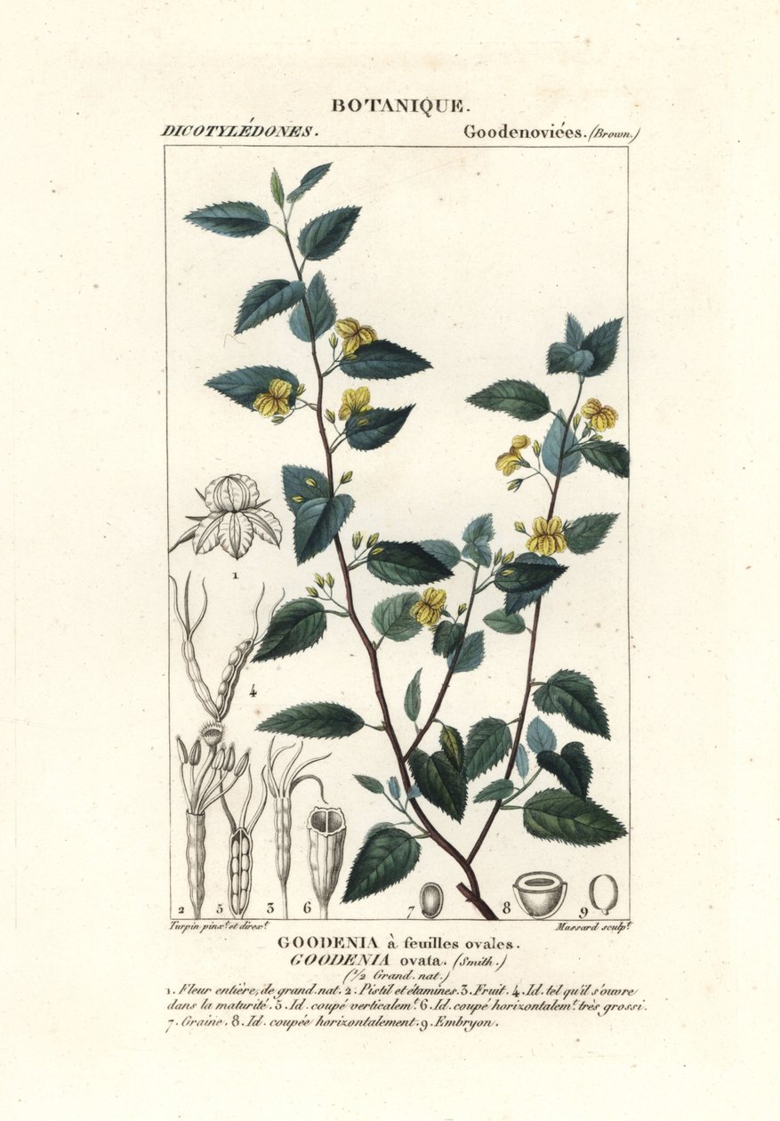 Goodenia humle, Goodenia ovata av Stanghi Stanghi