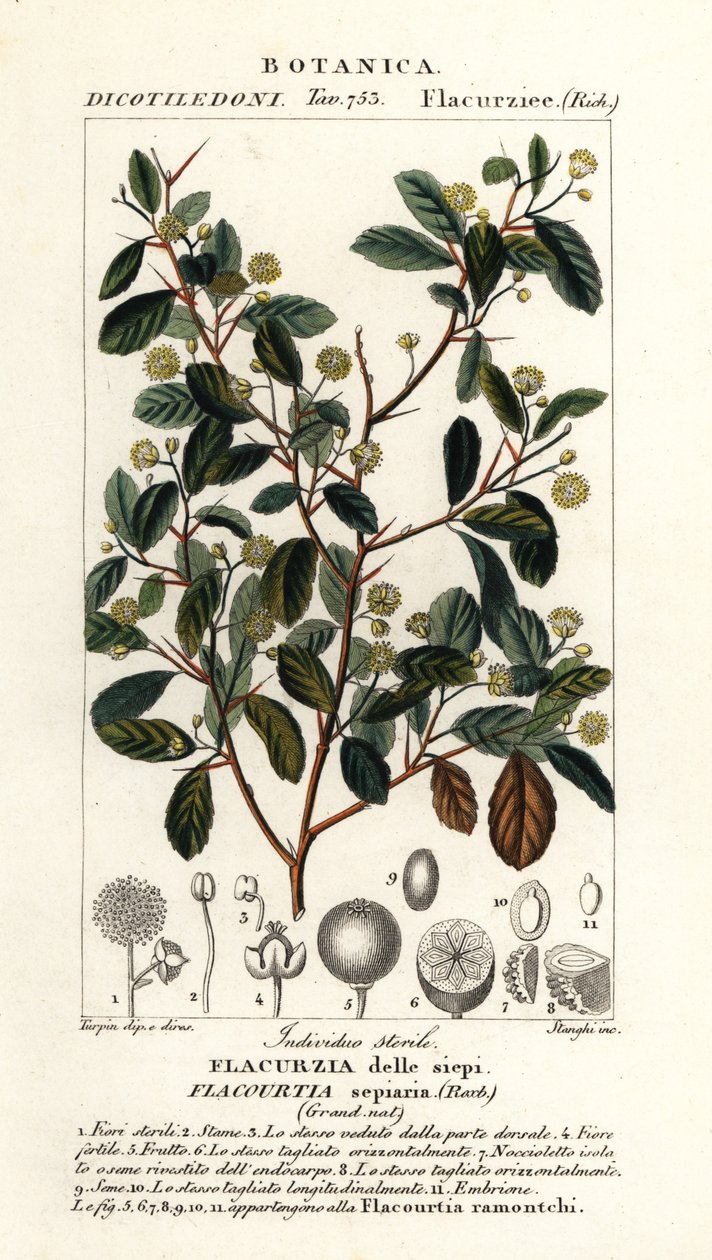 Indisk plomme, Flacourtia indica av Stanghi Stanghi