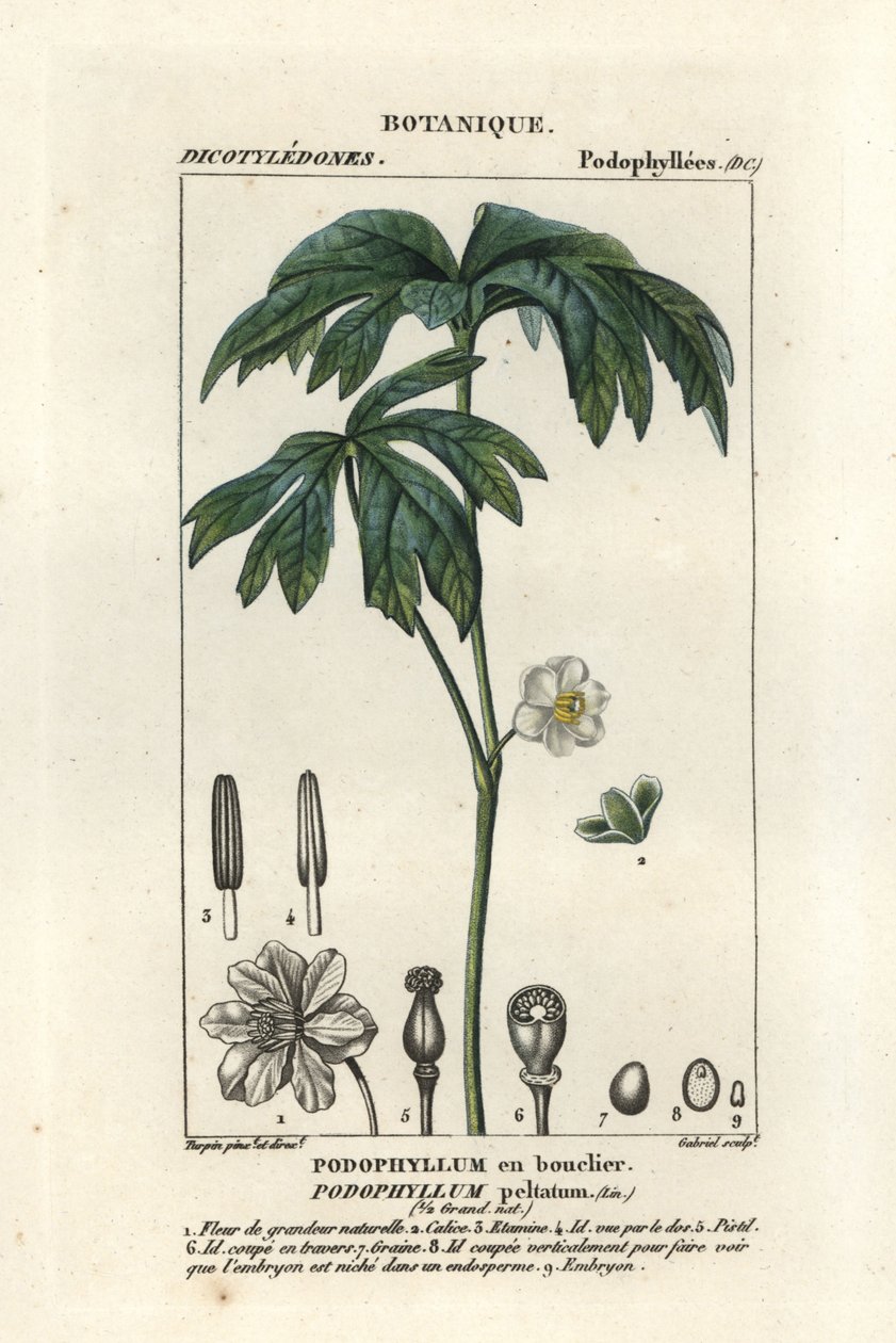 Mayapple, Podophyllum peltatum av Stanghi Stanghi