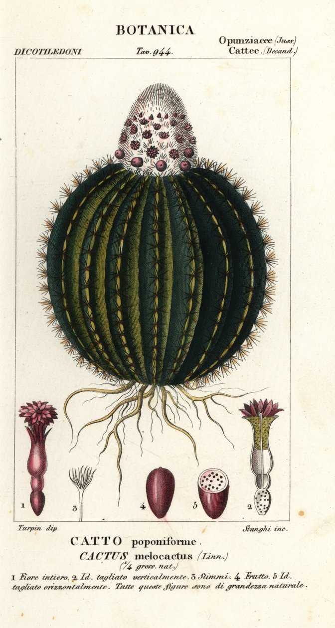Melonkaktus, Melocactus caroli-linnaei av Stanghi Stanghi