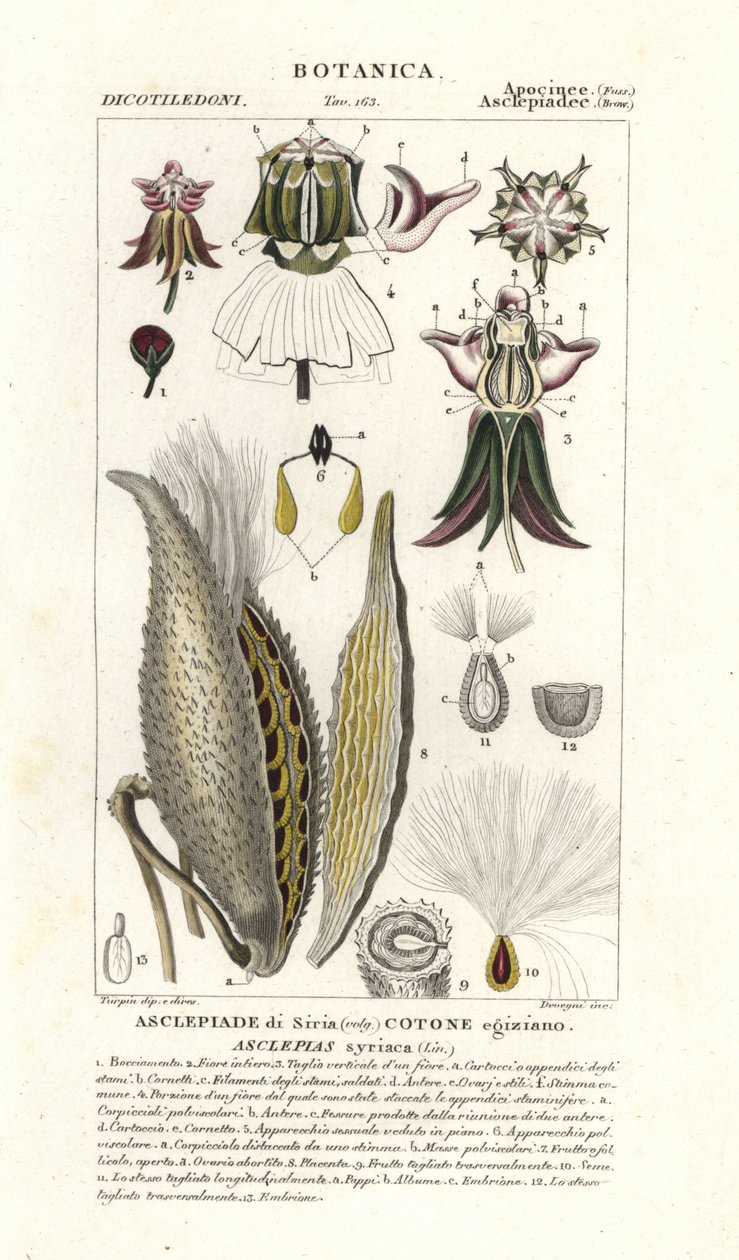 Milkweed, Asclepias syriaca av Stanghi Stanghi