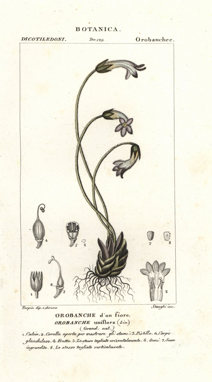 Enblomstret sopelime, Orobanche uniflora av Stanghi Stanghi