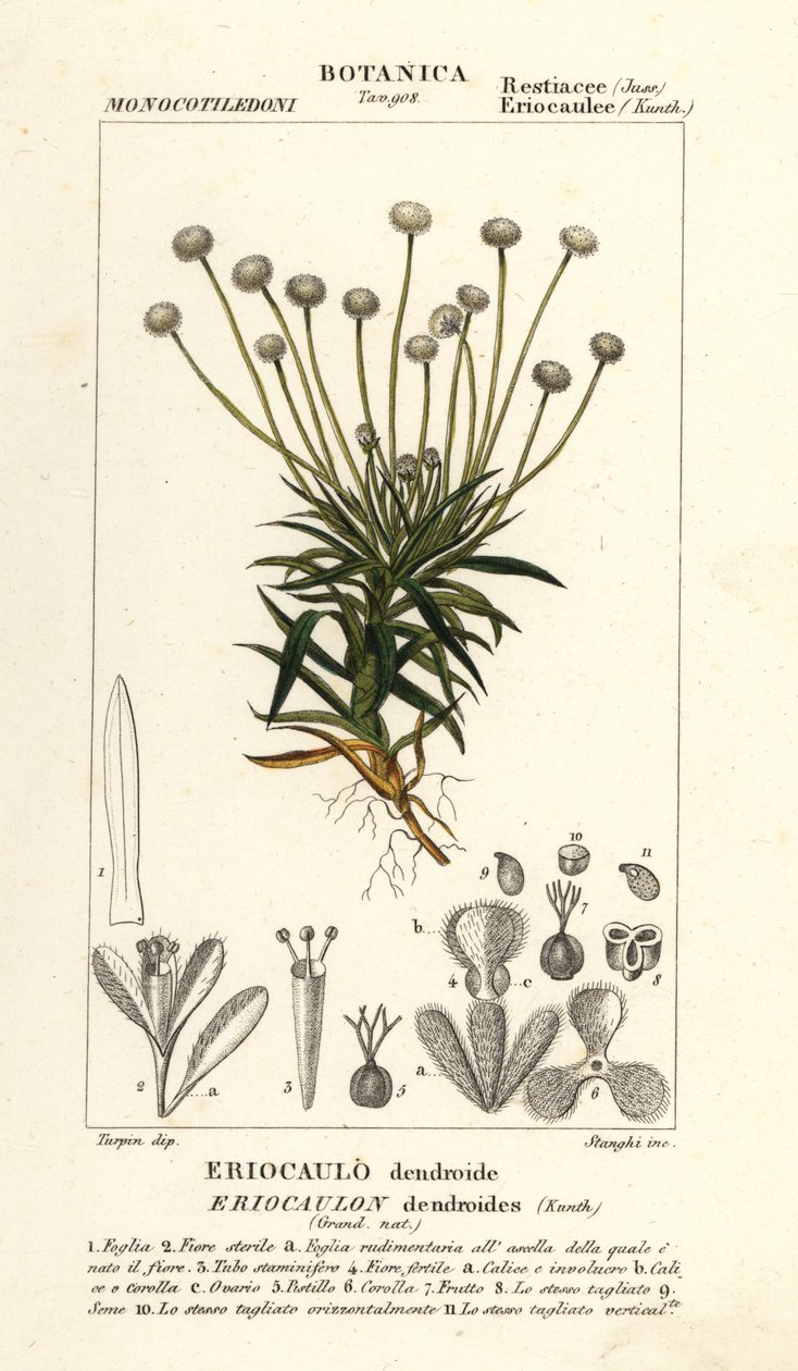 Pipewort, Paepalanthus dendroides av Stanghi Stanghi