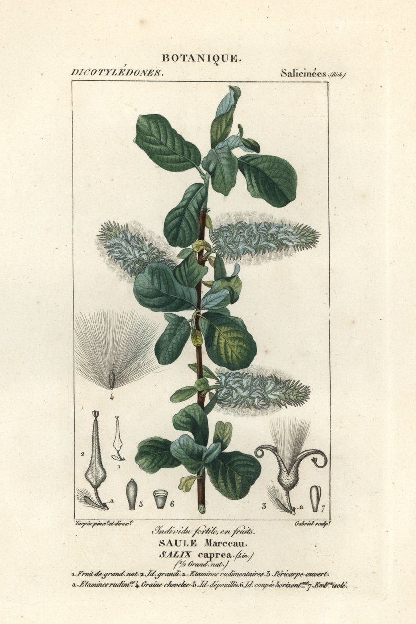 Fittepil, Salix caprea av Stanghi Stanghi
