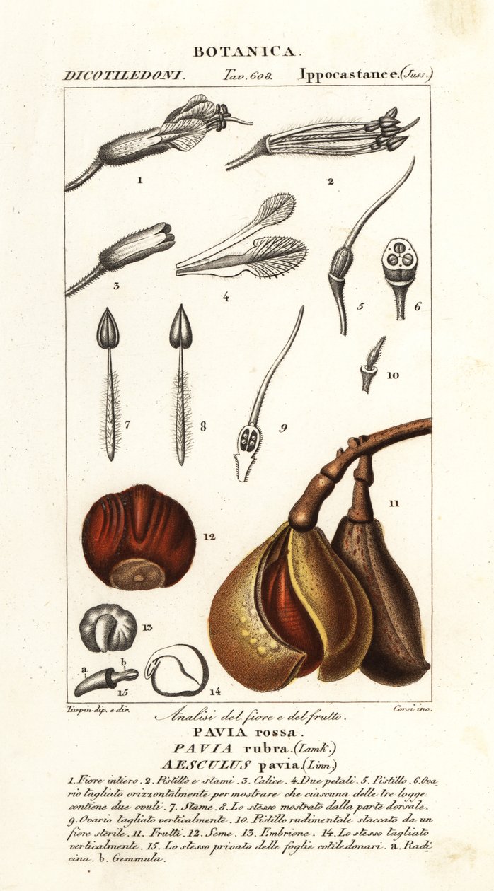 Rød buckeye, Aesculus pavia av Stanghi Stanghi