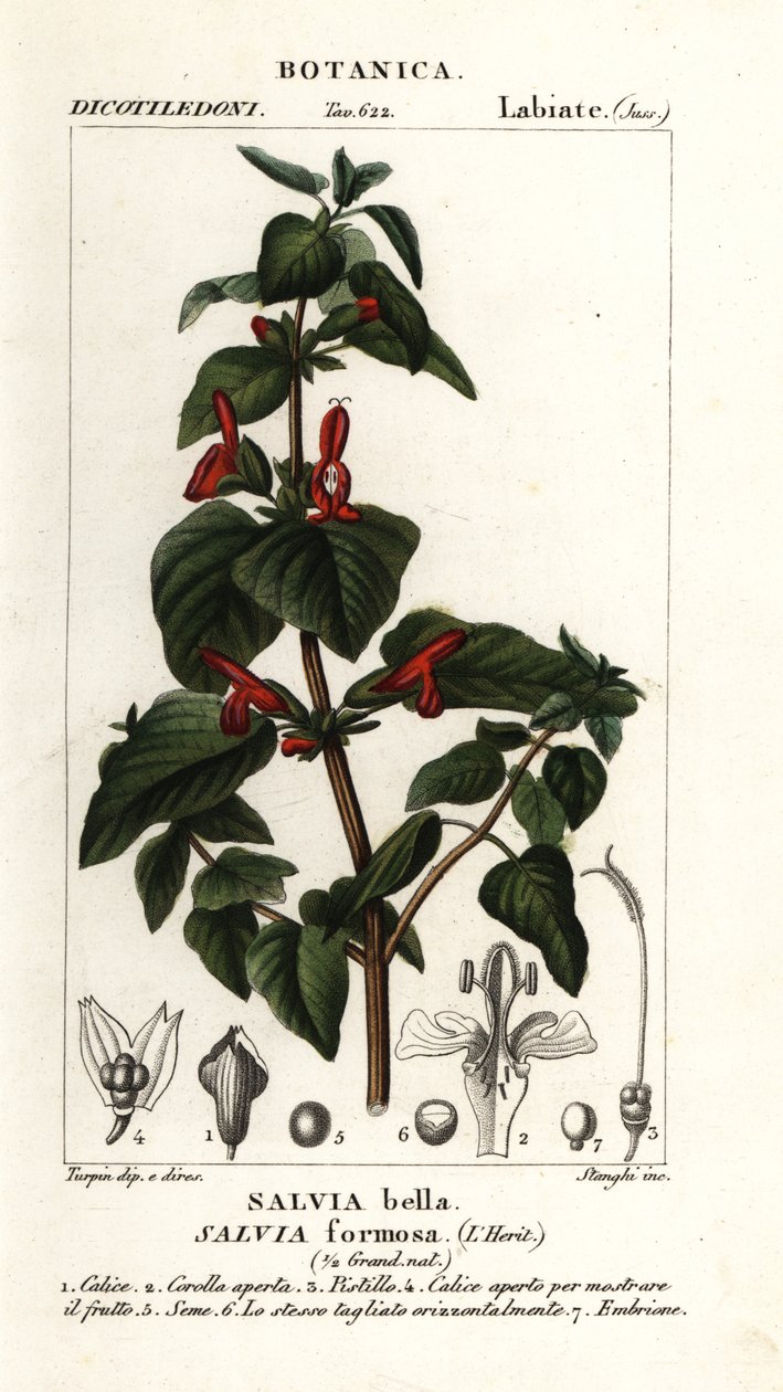 Skinnende bladsalvie, Salvia formosa av Stanghi Stanghi