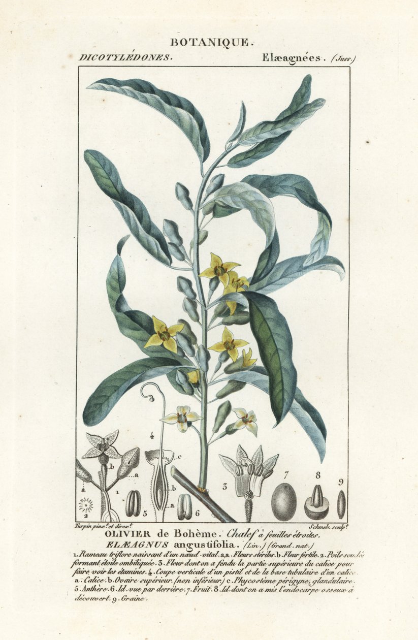 Sølvbær eller oleaster, Elaeagnus angustifolia av Stanghi Stanghi