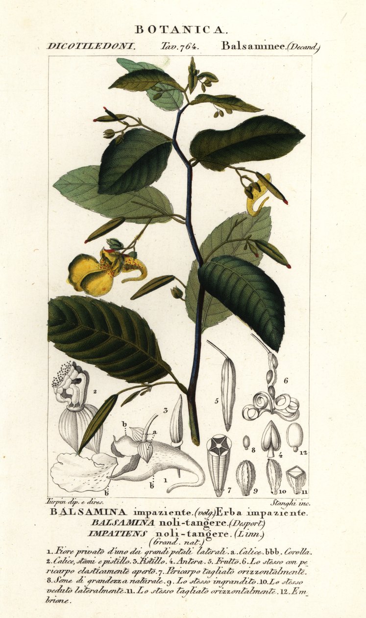 Berør-meg-ikke-balsam, Utålmodig ikke-berør av Stanghi Stanghi