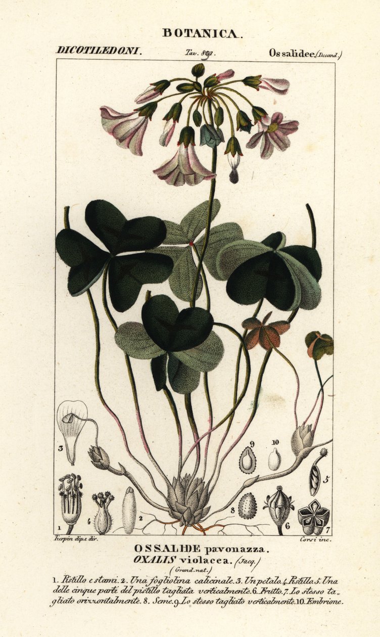 Fiolettvedsyre, Oxalis violacea av Stanghi Stanghi