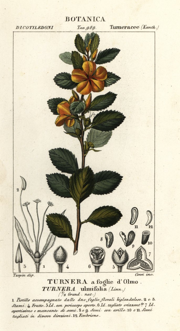 Gulor, Turnera ulmifolia av Stanghi Stanghi