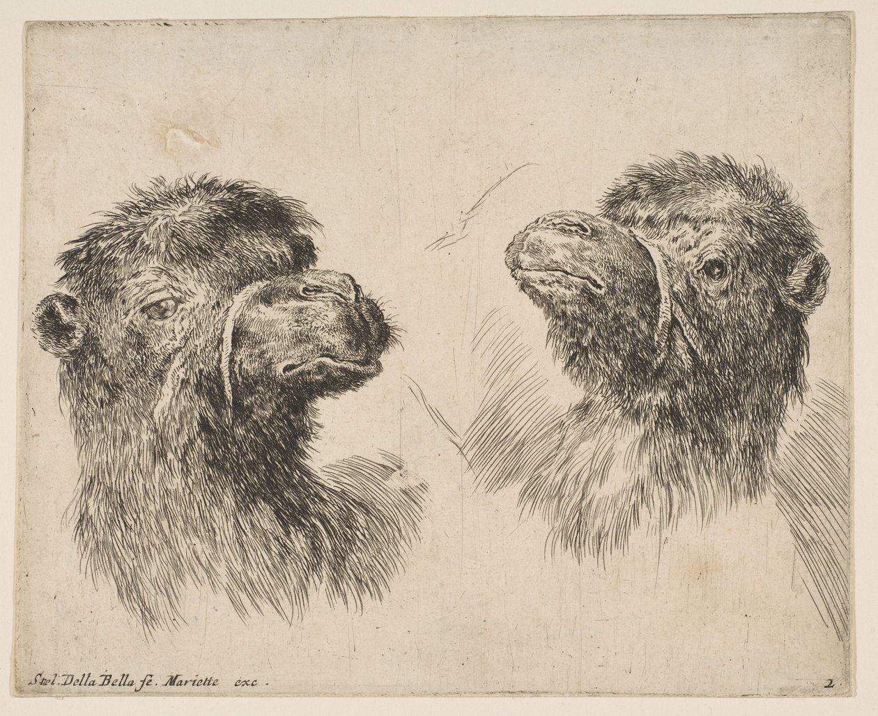 To kamelhoder, ca. 1641. av Stefano della Bella