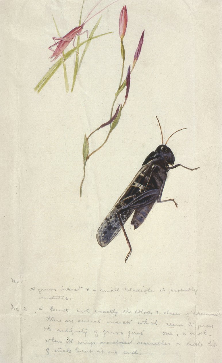 Sørafrikanske insekter (tegning) av Stephen Briggs Carlil