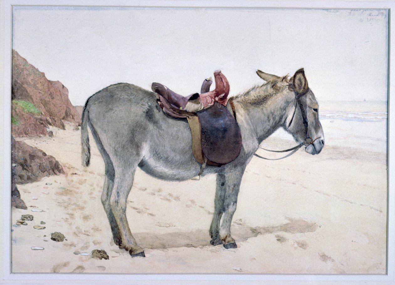 Studier av dyr (S.Ex.2-1885) av Stephen Briggs Carlil