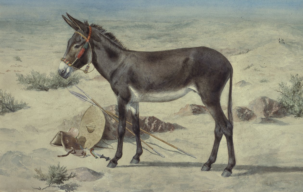 Studier av dyr (S.Ex.3-1885) av Stephen Briggs Carlil