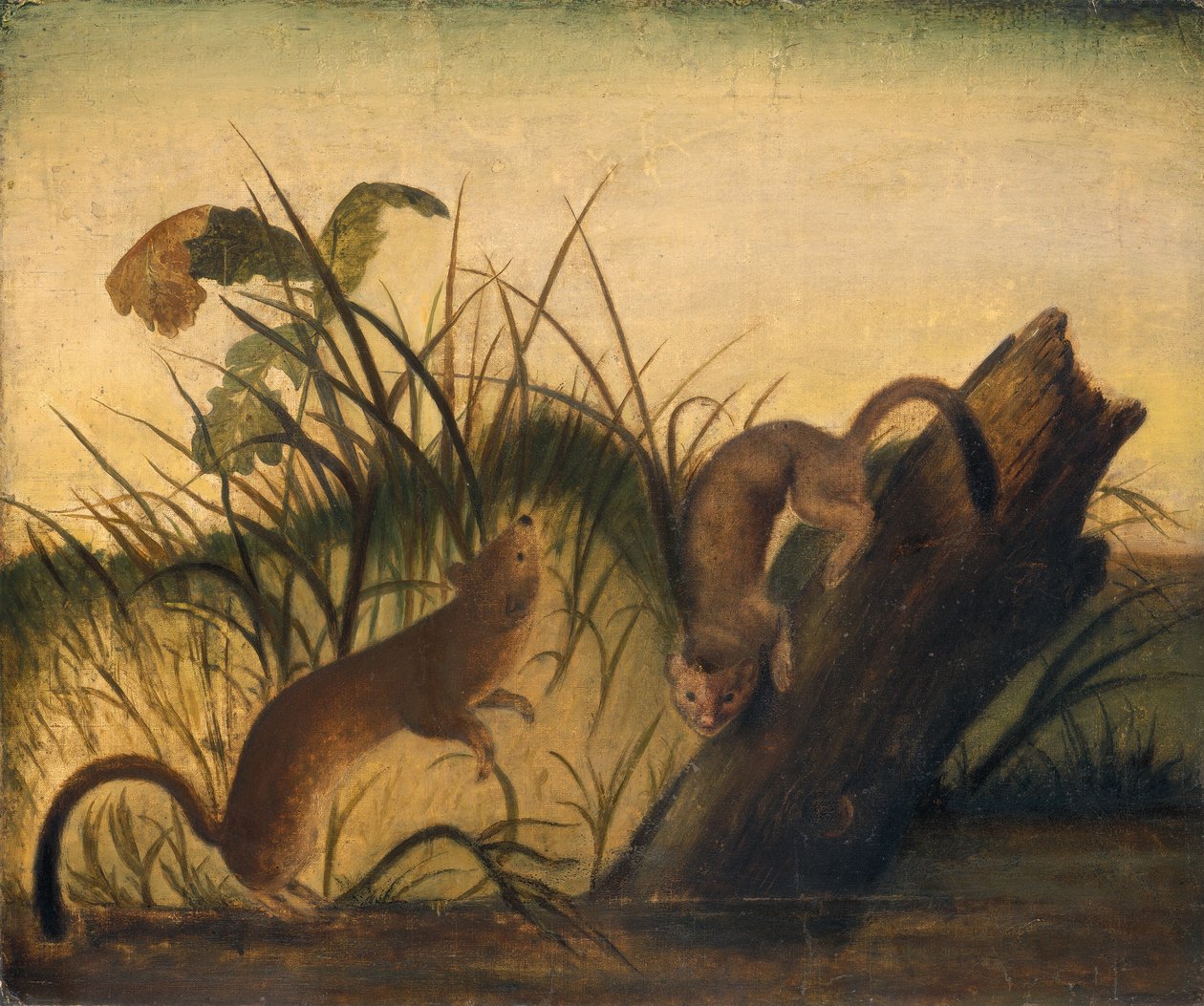 Langhalet Weasel av Studio of John James Audubon